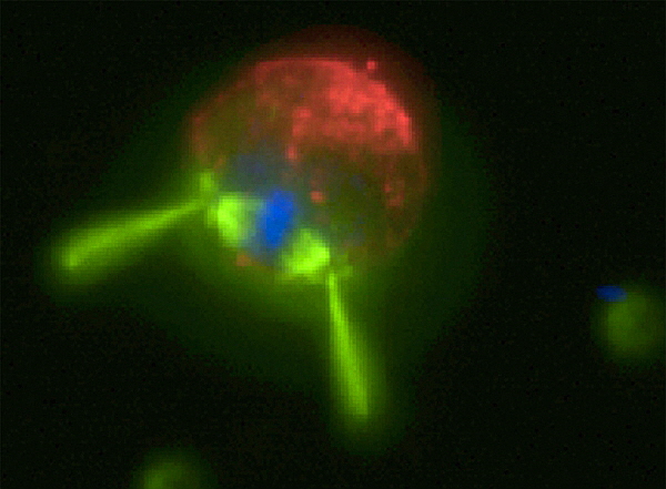 분열하는 하나의 깃편모충류. 형광현미경으로 바라본 것이다.