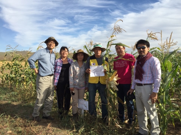 (사진5)김순권 교수(왼쪽에서 네 번째)는 몽골 다르항 농업연구소 시험장에서 관계자들과 OPV방식으로 생산한 큰 옥수수 MCP를 들고 기념 사진을 찍고 있다.