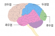 4개의 대뇌엽. 성인기에는 대뇌피질의 각 부위의 기능이 전문화되어 활발히 움직이게 된다.