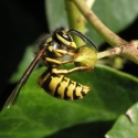 말벌 Hornet on an ivy-bud