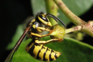 말벌 Hornet on an ivy-bud