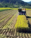 올해 쌀 생산량, 좋은 기상여건으로 전년대비 5.8% 증가