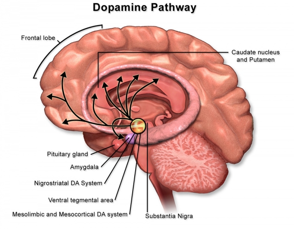 도박중독자들은 신경전달물질, 특히 도파민이 과잉 활성화되어 있다. 도파민의 경로를 보여주는 그림