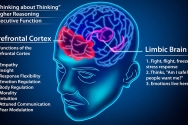 인지시스템은 전전두엽(prefrontal cortex, 빨간색 영역)의 기능이며, 본능시스템은 번연계(limbic system, 자주색 영역)의 기능이다.