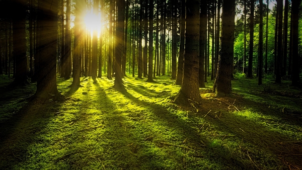 숲의 공기가 맑은 까닭은 그곳에서 자라는 풀과 나무들이 이산화탄소를 흡수하고 산소를 내뿜어 최적의 공기 조합을 만들기 때문이다.