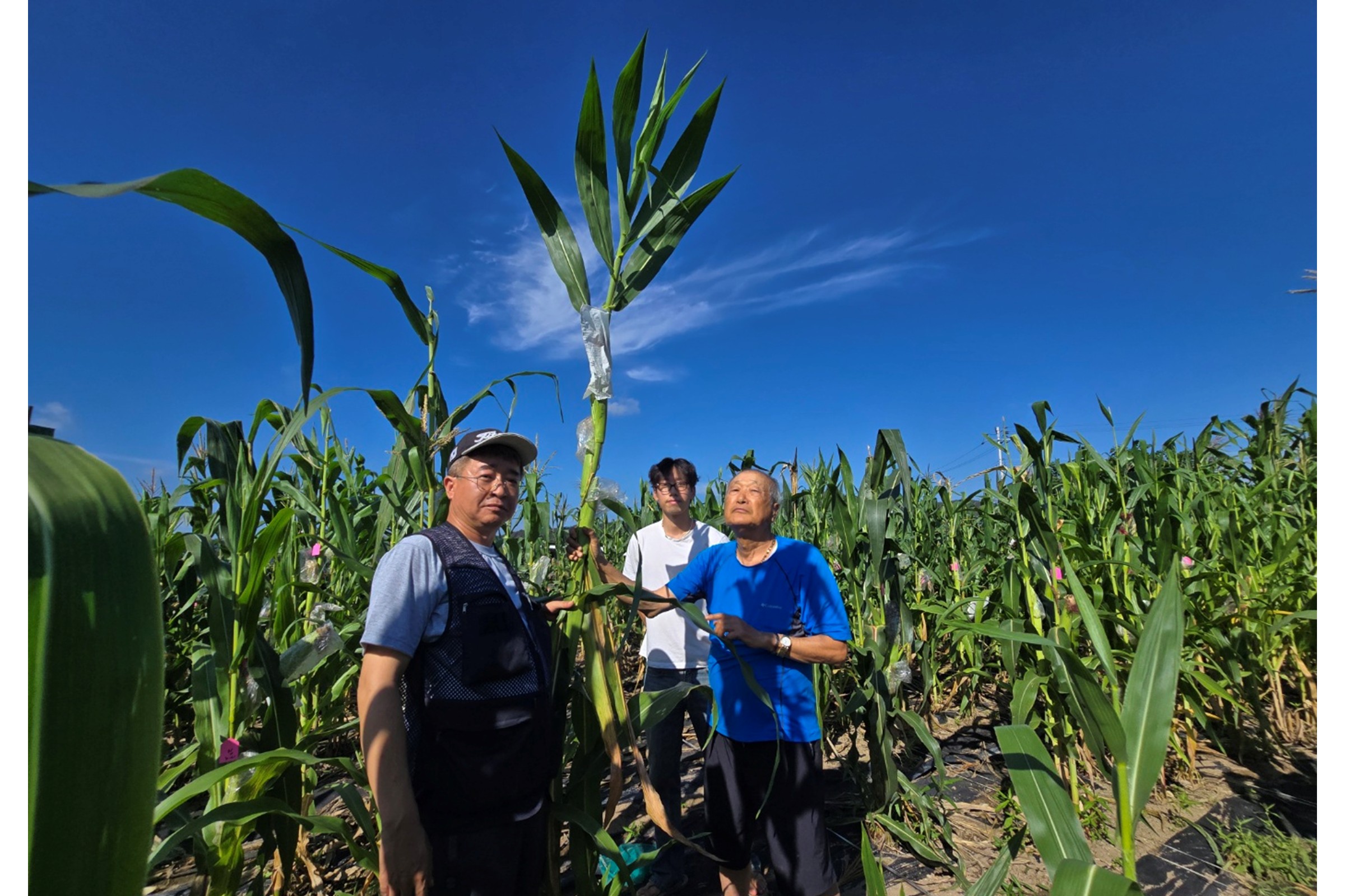 한동대 김순권 교수 차세대 하이브리드 옥수수 개발 성공