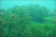 포스코, 바다 생태계 보존 활동 결실