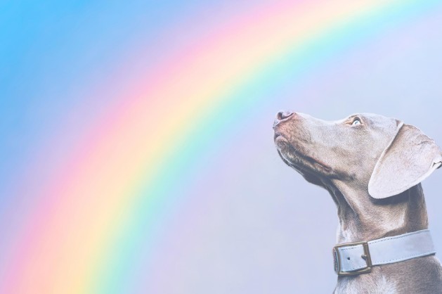 사랑의전화복지재단 상담센터는 펫로스 전용 전화상담 서비스를 개설한다