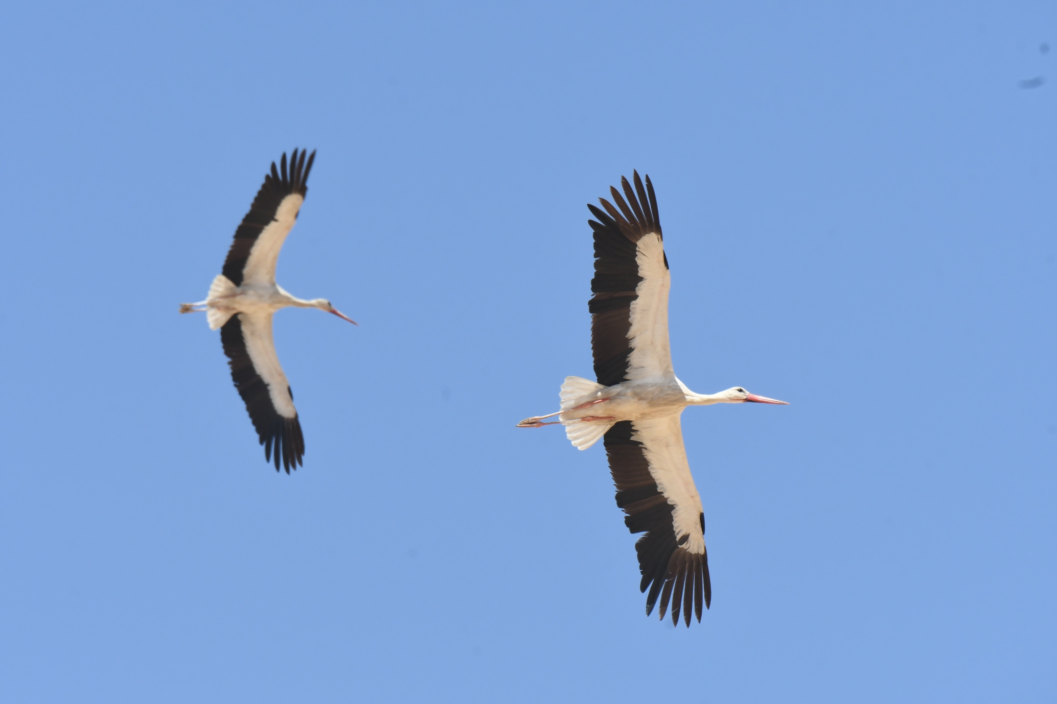 세계 철새의 날(World Migratory Bird Day)