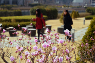 &#039;두근두근&#039; 봄의 길목 &#039;진달래 꽃&#039;