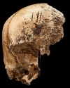 제임스타운에서 발굴된 제인의 두개골