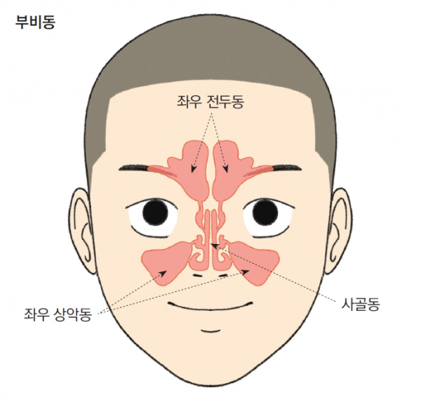 부비동