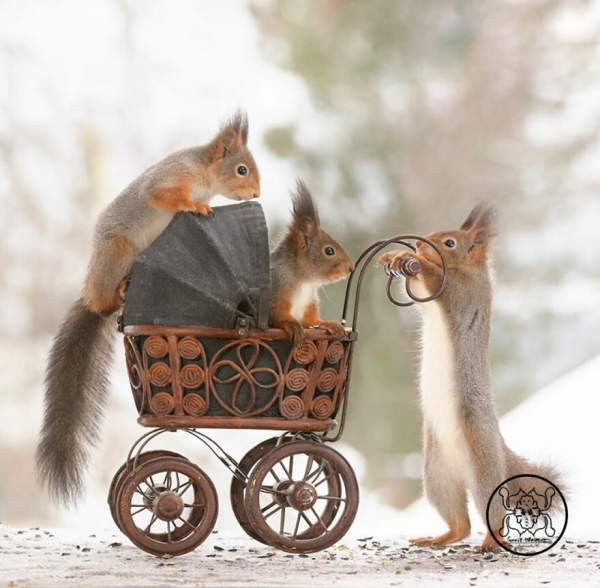 boredpanda/Geert Weggen