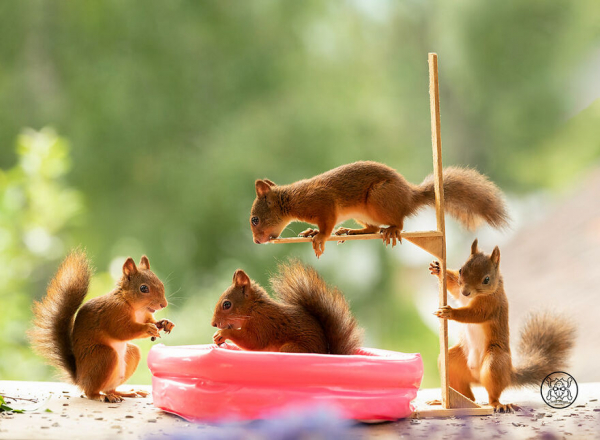 boredpanda/Geert Weggen