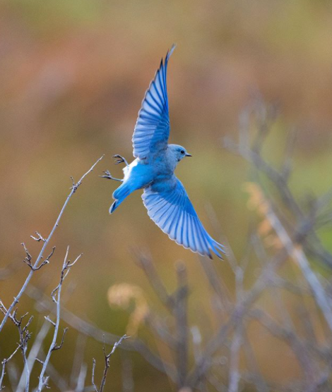 biodiversityvancouver instagram