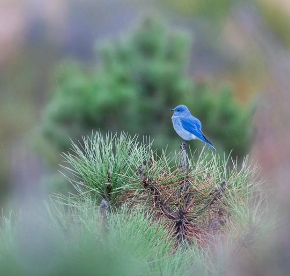 biodiversityvancouver instagram