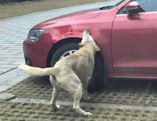 차주에게 복수하는 강아지