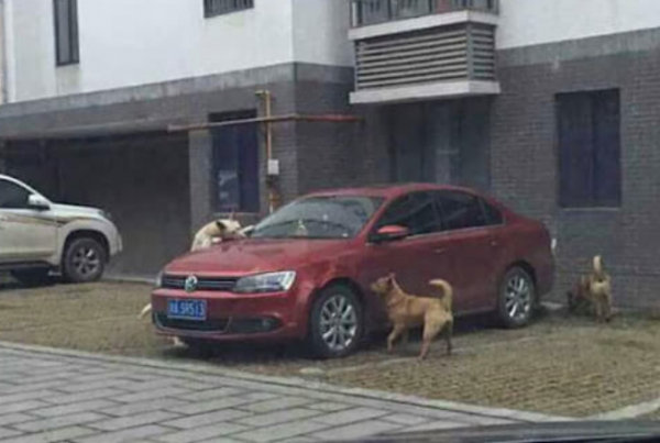 차주에게 복수하는 강아지