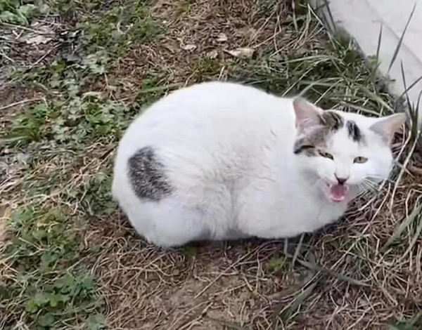 축구공 고양이