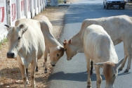 인도의 흰 소