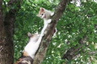 나무 위에 있는 새끼고양이와 구하려는 어미 고양이
