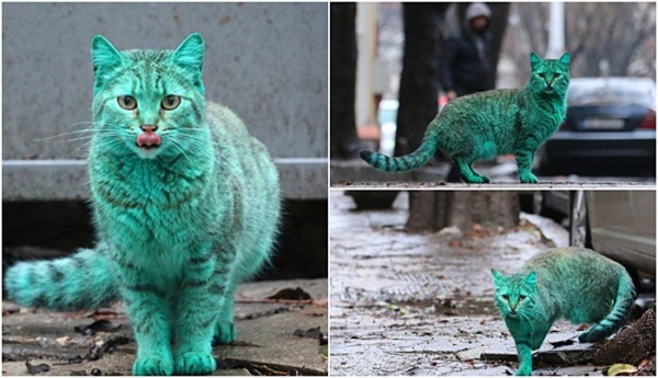초록색 고양이