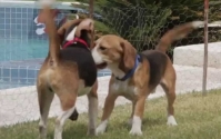 Beagle Freedom Project