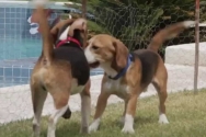 Beagle Freedom Project