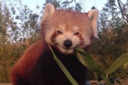 facebook_@redpandanetwork