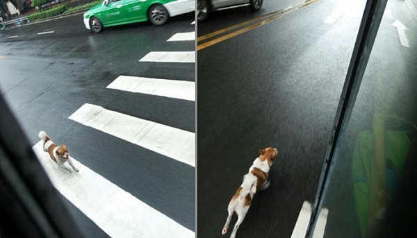 버스 따라 달리는 강아지