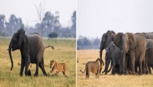 암사자 떼의 사냥 표적이 된 새끼 코끼리