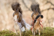 Geert Weggen