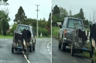 어미 젖소가 새끼를 태운 트럭을 뒤쫓고 있다.