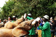 Sheldrick Orphanage for Elephants