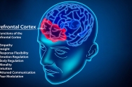 전전두피질은 판단력, 충동 제어, 주의력, 체계성, 공감능력, 통찰력의 기능을 한다.