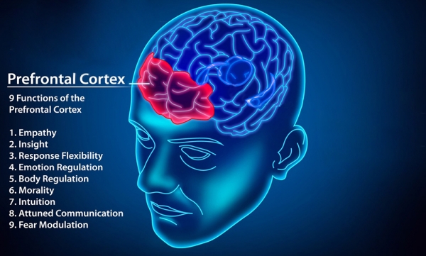 전전두피질은 판단력, 충동 제어, 주의력, 체계성, 공감능력, 통찰력의 기능을 한다.