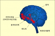 보상예측의 사회성 뇌