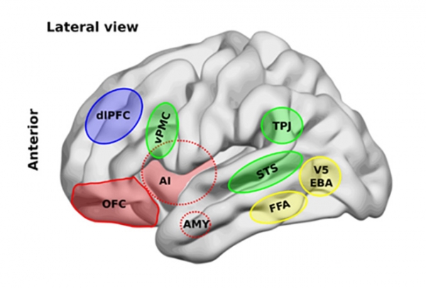 등가쪽전전두피질(dlPFC, 보라색 영역)은 뇌에서 가장 늦게 발달하는 부위이지만, 노년기가 되면 제일 먼저 기능이 쇠퇴한다. 복잡한 사고와 집중력, 작업기억에 깊이 관여되어 있다. 안와전전두피질(OFC, 붉은색 영역)은 생애 초기에 발달하고 나이가 들어도 기능이 약화하지 않는다. 감정을 조절하는 역할을 하므로 뇌의 다른 부위와 협력하면서 사회적 기술을 익