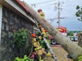 제11호 태풍 힌남노가 제주를 강타한 5일 오전 서귀포시 대정읍 신도리에서 마당에 있던 나무가 쓰러져 소방당국이 안전 조치에 나서고 있다.(사진=제주소방안전본부