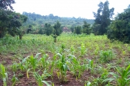 우간다 블리스 농장의 옥수수밭